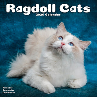 Cover image for 9781804608968 - Cats - Ragdoll Calendar 2026  Square Cat Wall Calendar - 16 Month