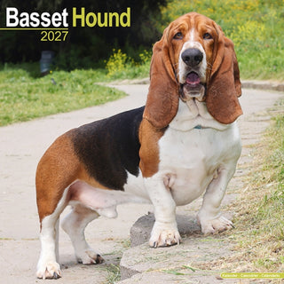 Cover image for 9781806480081 - Basset Hound Wall