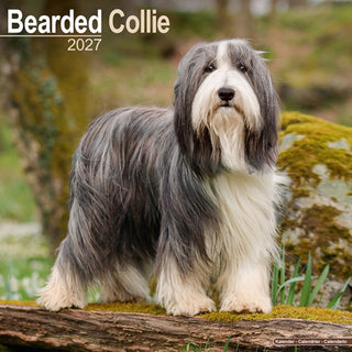 Cover image for 9781806480104 - Bearded Collie SS Wall