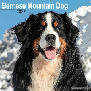 Cover image for 9781806480135 - Bernese Mountain Dog Wall