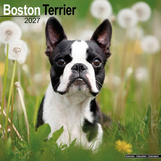 Cover image for 9781806480173 - Boston Terrier SS Wall