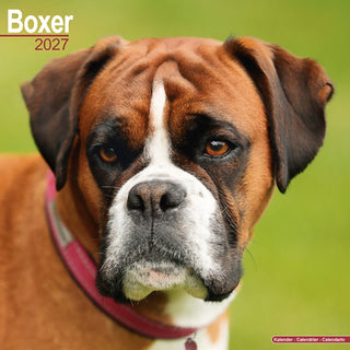 Cover image for 9781806480197 - Boxer Wall