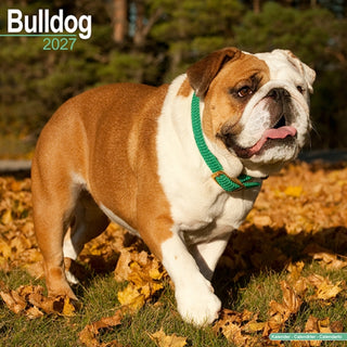 Cover image for 9781806480227 - Bulldog Wall