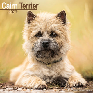 Cover image for 9781806480234 - Cairn Terrier Wall