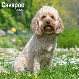 Cover image for 9781806480258 - Cavapoo Wall