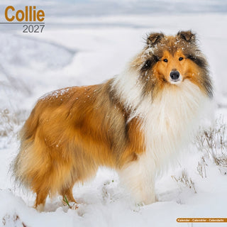 Cover image for 9781806480296 - Collie Wall