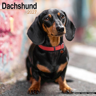 Cover image for 9781806480319 - Dachshund Wall
