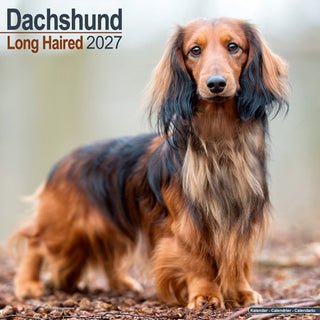 Cover image for 9781806480326 - Dachshund Longhaired SS Wall