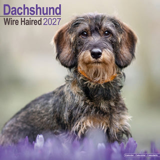 Cover image for 9781806480333 - Dachshunds Wirehaired Wall