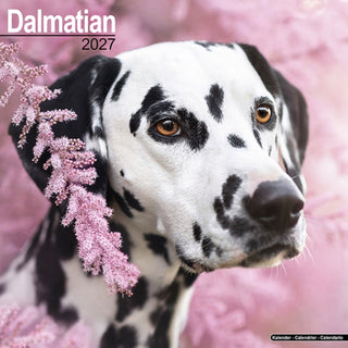 Cover image for 9781806480340 - Dalmatian Wall
