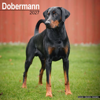 Cover image for 9781806480357 - Dobermann Wall