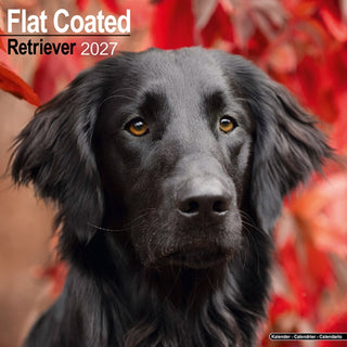 Cover image for 9781806480418 - Flat Coated Retriever Wall