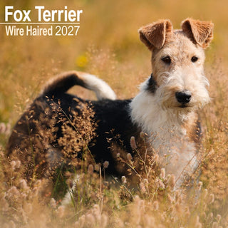 Cover image for 9781806480432 - Fox Terrier Wirehaired  W