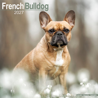 Cover image for 9781806480449 - French Bulldog Wall /AVONSI