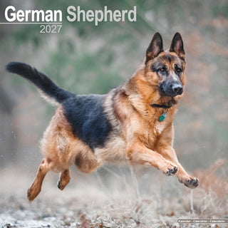 Cover image for 9781806480456 - German Shepherds Wall
