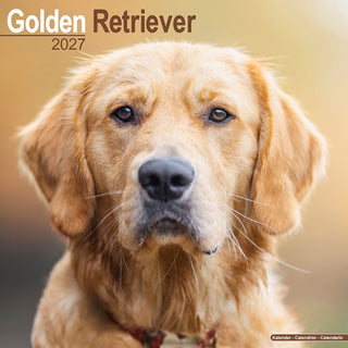 Cover image for 9781806480470 - Golden Retriever Wall