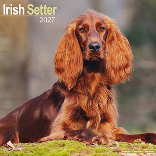 Cover image for 9781806480524 - Irish Setter Wall