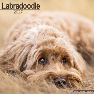Cover image for 9781806480562 - Labradoodle Wall