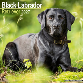 Cover image for 9781806480579 - Labrador Retriever Black Wall