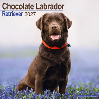 Cover image for 9781806480586 - Labrador Retriever Chocolate Wall