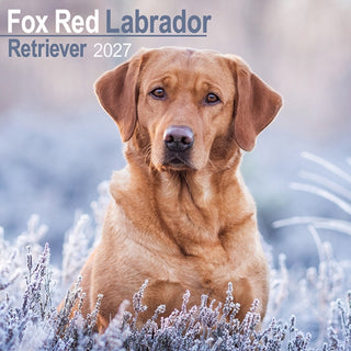 Cover image for 9781806480593 - Labrador Retriever Fox Red Wall