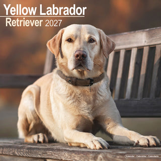 Cover image for 9781806480616 - Labrador Retriever Yellow Wall