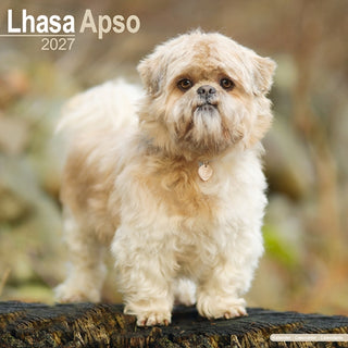Cover image for 9781806480630 - Lhasa Apso Wall
