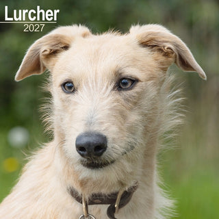 Cover image for 9781806480647 - Lurcher Wall