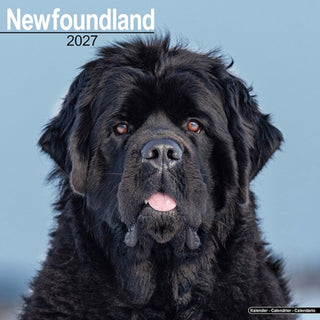 Cover image for 9781806480678 - Newfoundland Wall