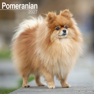 Cover image for 9781806480746 - Pomeranian W