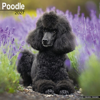 Cover image for 9781806480753 - Poodle Wall