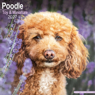 Cover image for 9781806480760 - Poodle, Toy & Miniature Wall