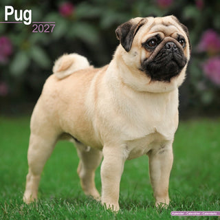 Cover image for 9781806480777 - Pug Wall