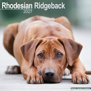 Cover image for 9781806480784 - Rhodesian Ridgeback Wall