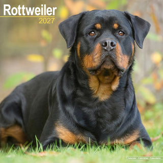 Cover image for 9781806480791 - Rottweiler Wall