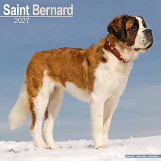Cover image for 9781806480807 - Saint Bernard SS W