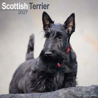 Cover image for 9781806480852 - Scottish Terrier Wall