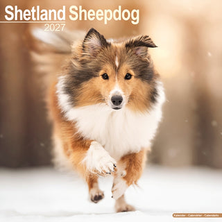 Cover image for 9781806480876 - Shetland Sheepdog Wall