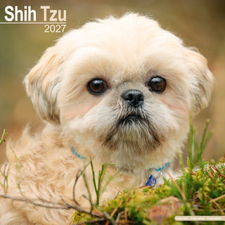 Cover image for 9781806480890 - Shih Tzu Wall