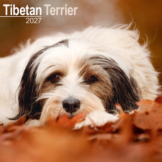 Cover image for 9781806480920 - Tibetan Terrier SS Wall
