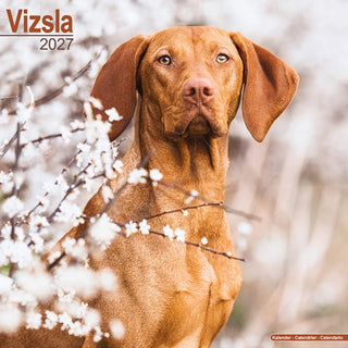 Cover image for 9781806480937 - Vizsla Wall
