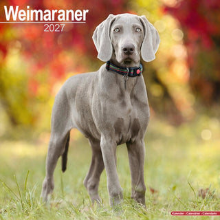 Cover image for 9781806480944 - Weimaraner Wall