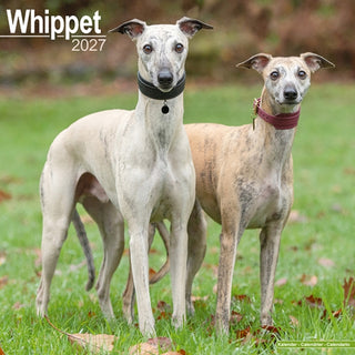 Cover image for 9781806480975 - Whippet Wall