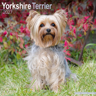 Cover image for 9781806480999 - Yorkshire Terrier Wall