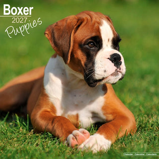 Cover image for 9781806481019 - Boxer Puppies SS Wall