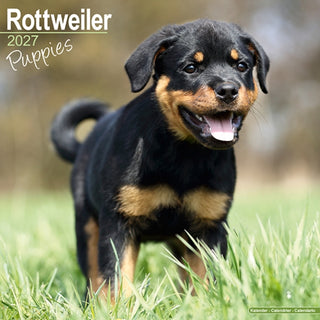 Cover image for 9781806481088 - Rottweiler Puppies SS W