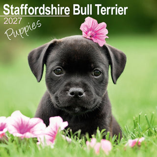 Cover image for 9781806481095 - Staffordshire Bull Terrier Puppies Wall
