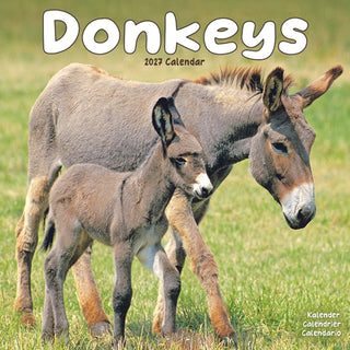 Cover image for 9781806481316 - Donkeys W / AVONSI