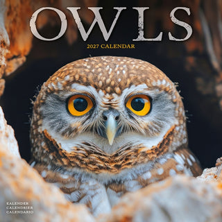Cover image for 9781806481422 - Owls W / AVONSI