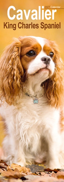 Cover image for 9781806482016 - Cavalier King Charles Spaniel Slim